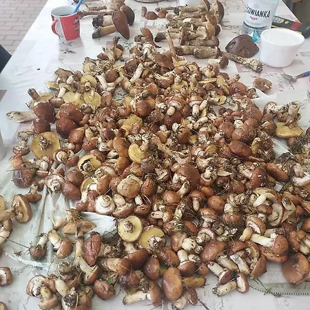 Lesny Dworek - Nad Jeziorem Koczala