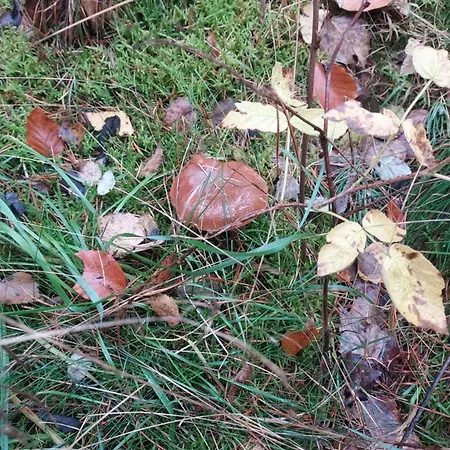 Lesny Dworek - Nad Jeziorem *