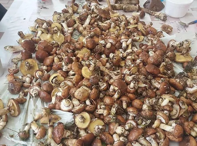 Lesny Dworek - Nad Jeziorem Koczala